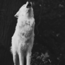 wolves-and-rain avatar