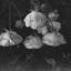 beautiful-unalterable