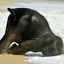 hufflepuffelephant