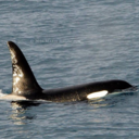 icelandic-orca-blog avatar