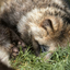 cottagecoon