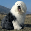 twentydogs