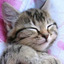 kitten-space-124