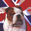 britishbulldogs