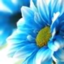 blue-saffron