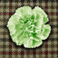 conan-doyles-carnations