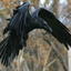 kuro-sinji