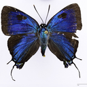 nonbinary-entomologist avatar