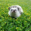 ace-anonymous:  My hedgehog is my spirit animal, only comes out when there’s food involved 