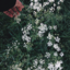 lostinthefire