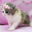blushinglittlegirl