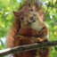 sociallyawkwardsquirrel