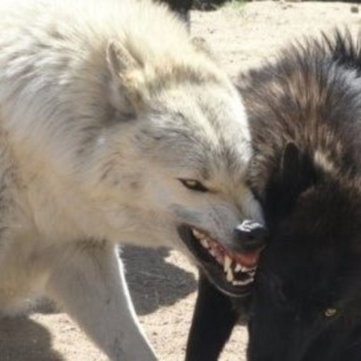 How to care for your wolf (pet play version)