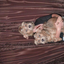 kittyspineties