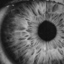 primal-disease-blog