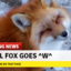 furryfanclub