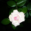 cadychaim-blog