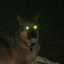 ahowlydog