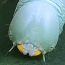 platycryptus:time lapse of a banded sphinx moth caterpillar (Eumorpha fasciatus) devouring a water primrose leaf (Florida, 9/18/22)E. fasciatus caterpillars are heavily polymorphic and come in several different color morphs- those stripy rainbow ones