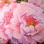 youaintlion-blog1