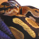 livelyspaghetti:  Important reminders:snakes are obligate carnivores. They cannot