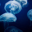 mooonjellies