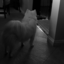 animallove8-blog