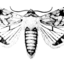 circlingmoths