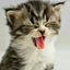 colorfultriumphcat