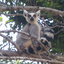 flyingspottedmonkey