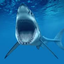 blahshark