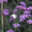 robinthehappygardener