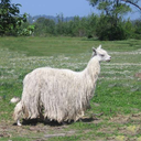 goat-herder-of-meh avatar