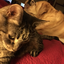 catexplorer0193