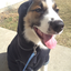 thedoggydoglove-blog
