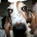 50 Photos of Basset Hounds Running