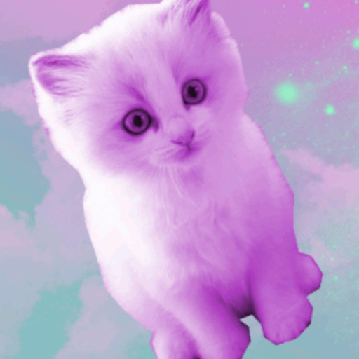 Фиолетовый кот видео. Розовый котенок. Котик на розовом фоне. Розовая кошка. Милые котята розовые.