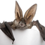 bat-puke