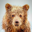 kodiakthetbear-blog