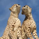 bigcatkingdom:  	Cheetah by Mats Ellting