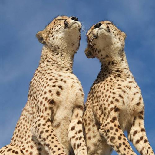 bigcatkingdom:  (via Puma concolor | South American Puma. The Puma has the larges… | Flickr)