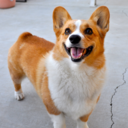 corgisinspiredbycorgis-blog avatar