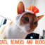 catsbeaversandducks