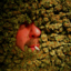 stonedzine-blog