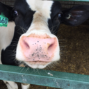 crtter:scoutandcowpany:Having to rub feed on a calf to get a nervous mom to lick