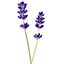 lavenderteaandsigils