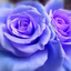 bluerose-chlo