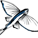 icarfish avatar