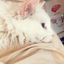 assassinskitty413