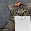 moltress
